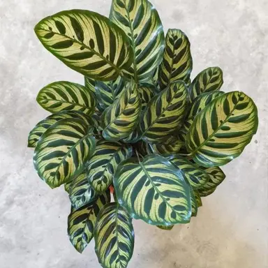 calathea-makoyana-