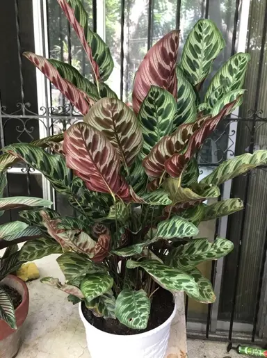 calathea-makoyana-1