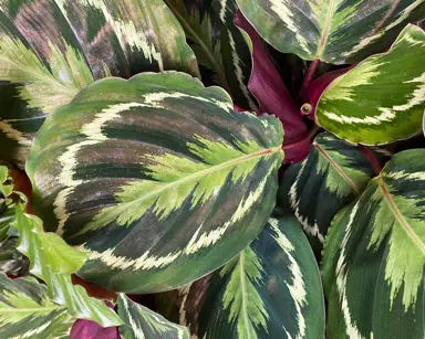 calathea-medallion-1