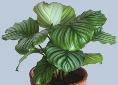 calathea-orbifolia-