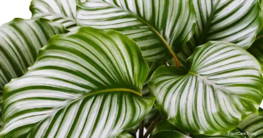 calathea-orbifolia-1