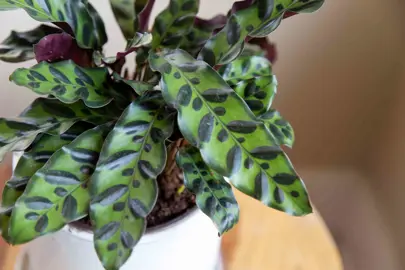 calathea-rattlesnake-