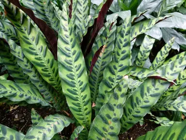 calathea-rattlesnake-1