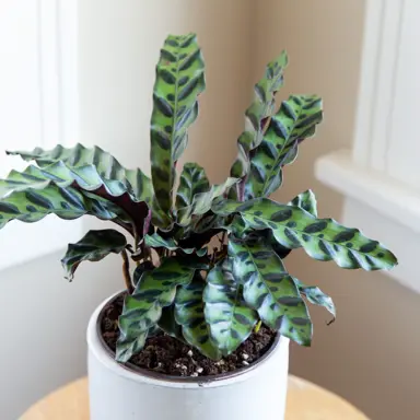 calathea-rattlesnake-2