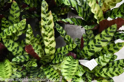 calathea-rattlesnake-4