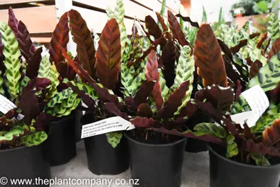 calathea-rattlesnake-5