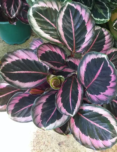 calathea-red-mojo-