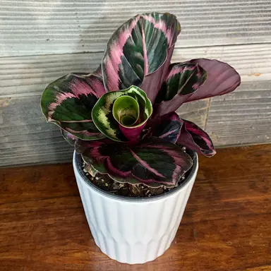 Calathea Red Mojo | Free Freight Option