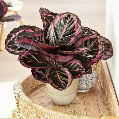 calathea-red-mojo-2