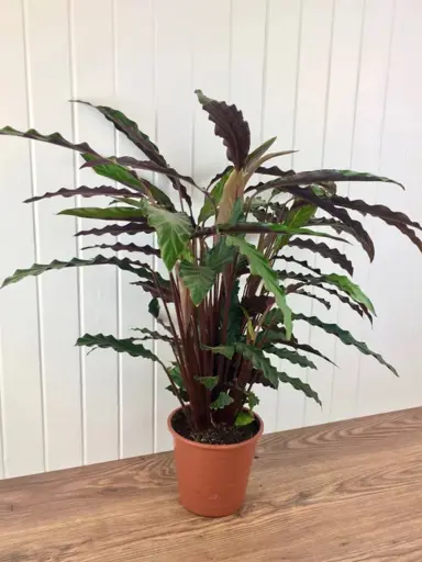 calathea-rufibarba-