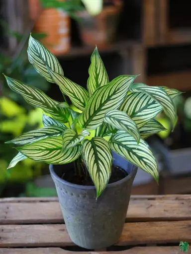 Calathea vittata plant in a pot.