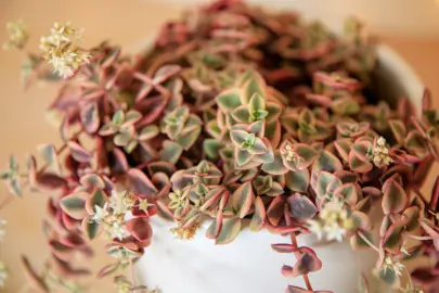 crassula-pellucida-variegata-