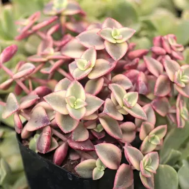 crassula-pellucida-variegata-1