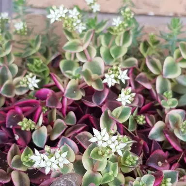 crassula-pellucida-variegata-2