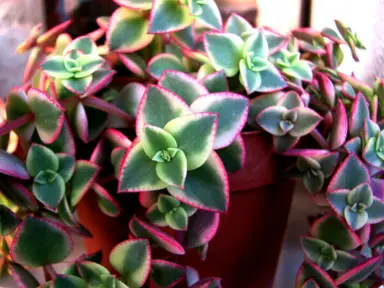 crassula-pellucida-variegata-3