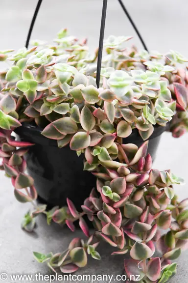 crassula-pellucida-variegata-4