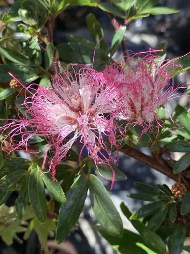 Calliandra 'Hula Girl' pink flowers and green foliage.