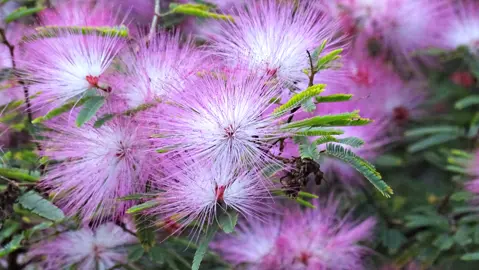 Calliandra 'Pink Poodle' pink and white flowers.