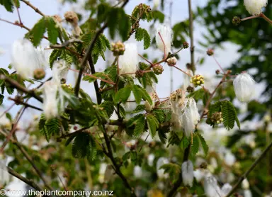 calliandra-portoricensis--1