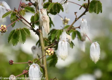 calliandra-portoricensis--2