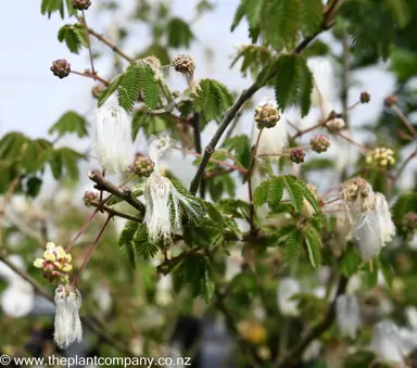 calliandra-portoricensis-