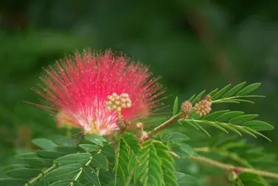 Calliandra tweedii red flower and green foliage.