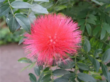 calliandra-blushing-pixie-1