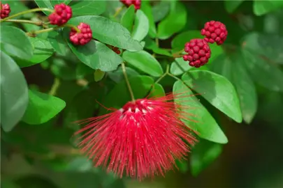 calliandra-blushing-pixie-2