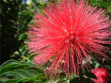 calliandra-blushing-pixie-3