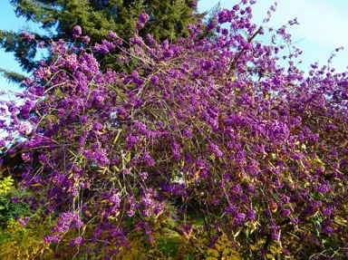 Callicarpa bodinieri 'Profusion' tree with purple berries.