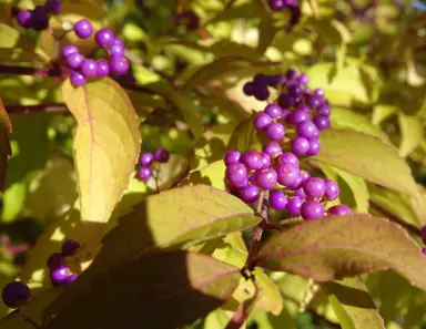 Callicarpa bodinieri pink berries and green foliage.