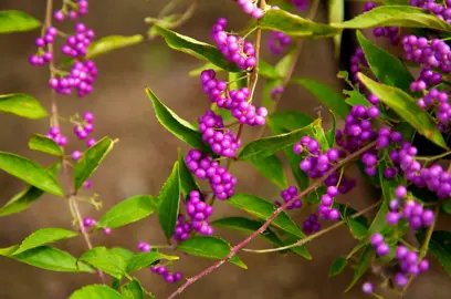 Callicarpa dichotoma pink berries and green foliage.