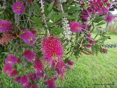 Callistemon 'Burgundy Jack' shrub with purple flowers.