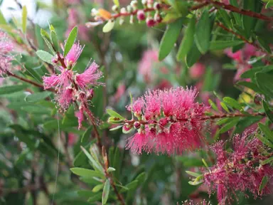 callistemon-candy-burst-