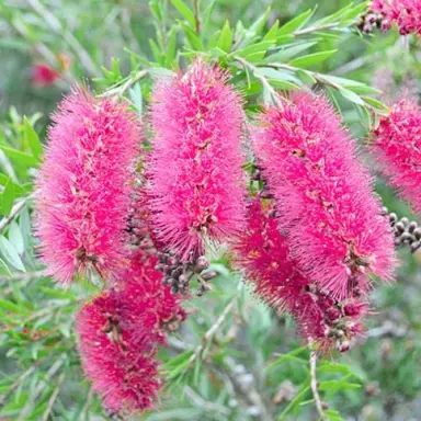 callistemon-candy-pink--1