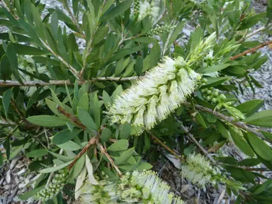 callistemon-citrinus-white-anzac-