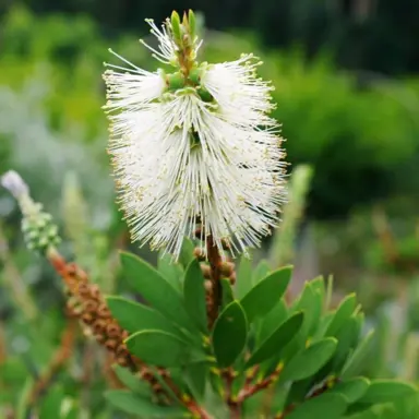 callistemon-citrinus-white-anzac-2