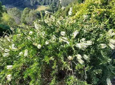 callistemon-citrinus-white-anzac-3