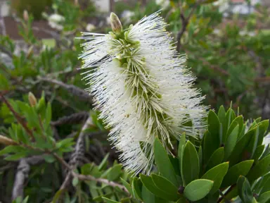 callistemon-clearview-white-