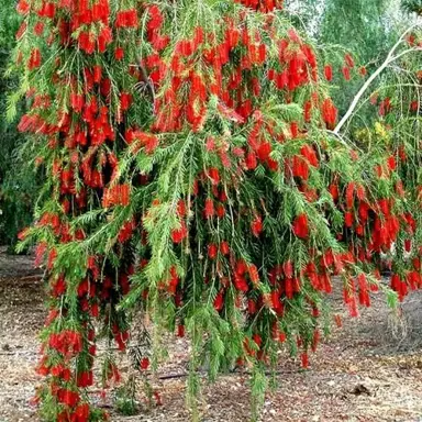 callistemon-dawson-river-weeper--1