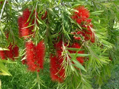 callistemon-dawson-river-weeper-