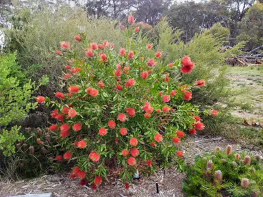 callistemon-endeavour-