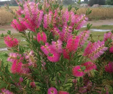 callistemon-fluro-burst-