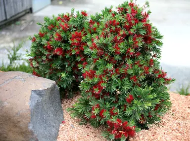 callistemon-green-envy-