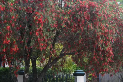 Callistemon Hannah Ray tree with pendulous branches and red flowers.