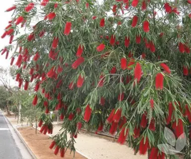 callistemon-harkness-