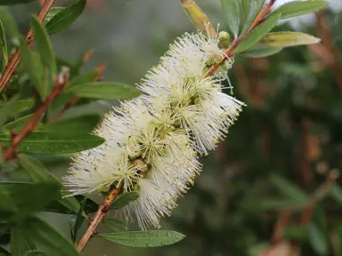 Callistemon Icy Burst cream-white flower.