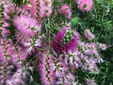 Callistemon Lavender Showers shrub with masses of pink flowers.