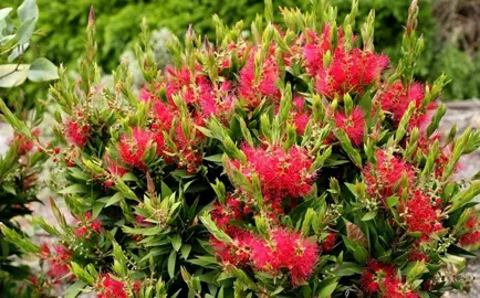 callistemon-little-jet-