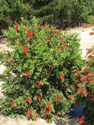 callistemon-macarthur-2